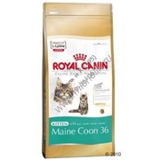 RC Kitten Maine Coon 36 (Киттен Мейн Кун)  0,4 кг (специальное питание для котят породы Мэйн Кун, а также для котят крупных пород: сибирских, норвежских лесных и других )