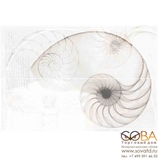Панно Nautilus  ракушка многоцветный (NT2F453DT) 40x60 купить по лучшей цене в интернет магазине стильных обоев Сова ТД. Доставка по Москве, МО и всей России
