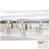 Фотообои Komar White Horses артикул 8-986 размер 368 x 254 cm площадь, м2 9,3472 на бумажной основе, интернет-магазин Sportcoast.ru